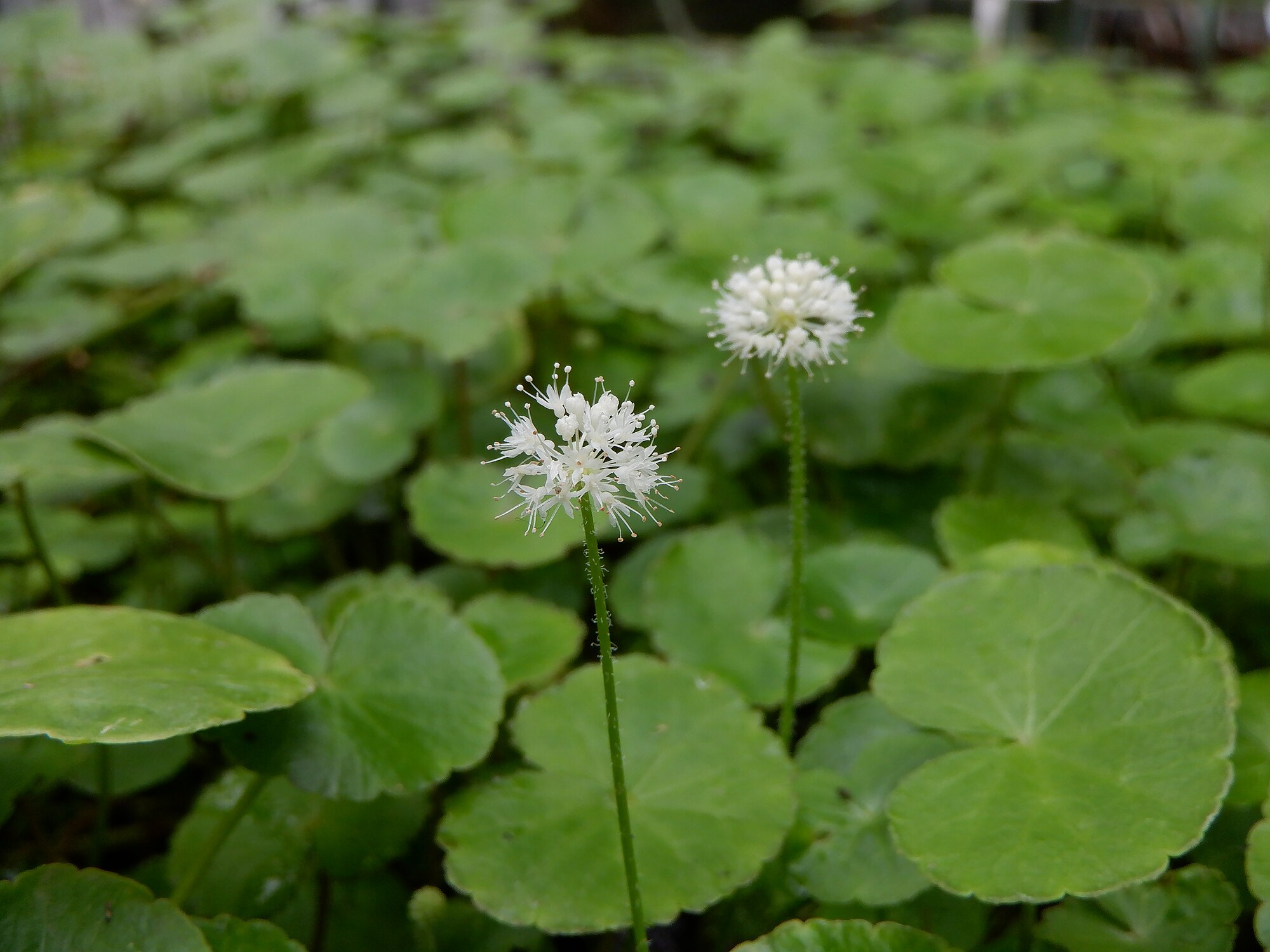 Thumbnail 3 Hydrocotyle leucocephala