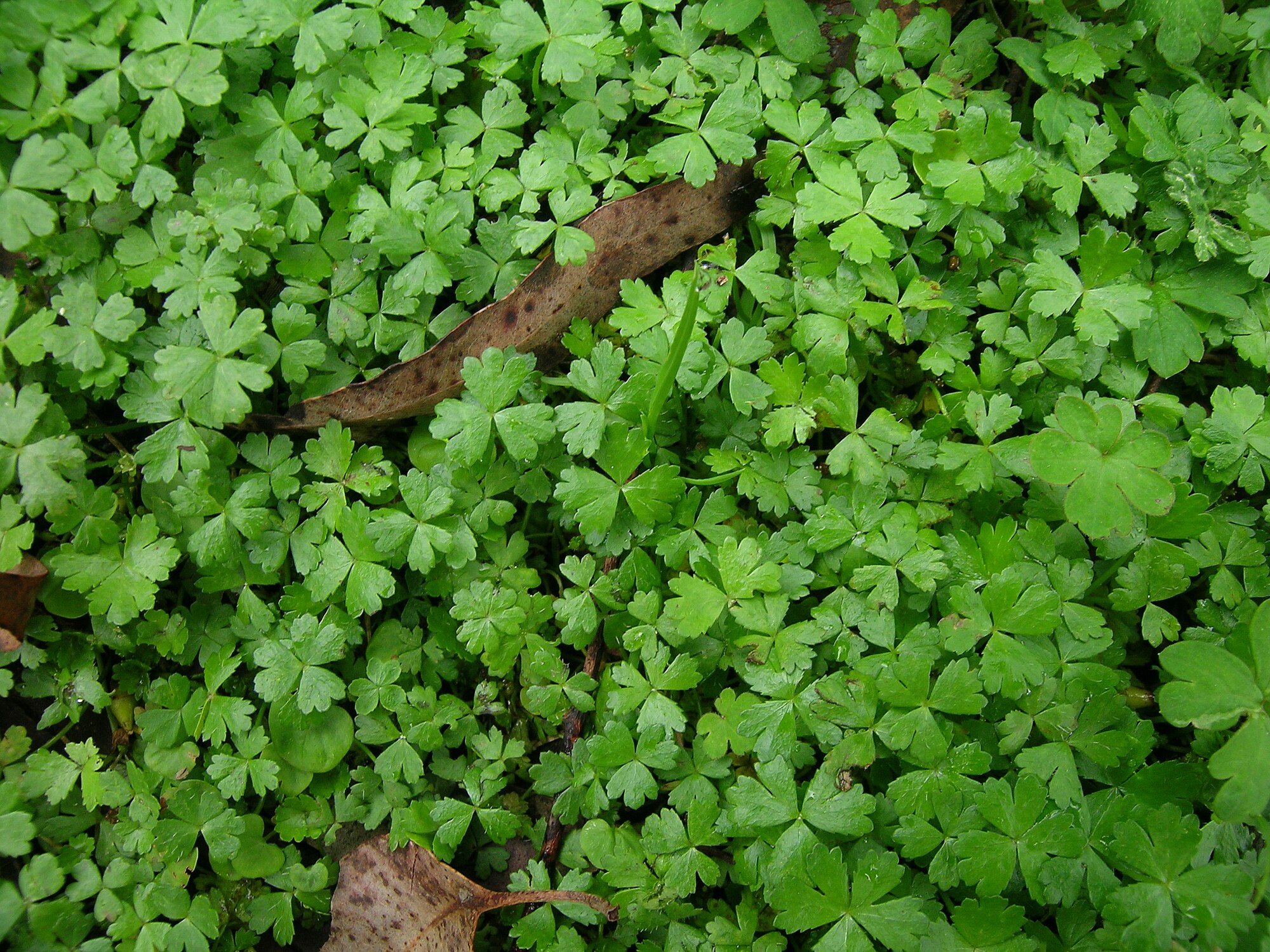 Hydrocotyle tripartita