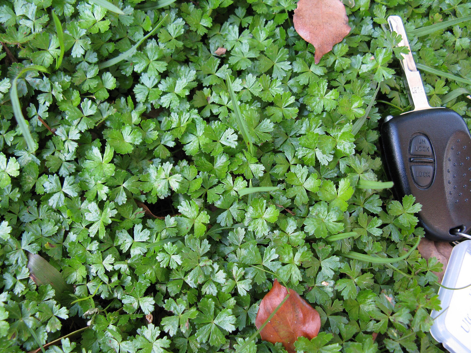 Thumbnail 2 Hydrocotyle tripartita