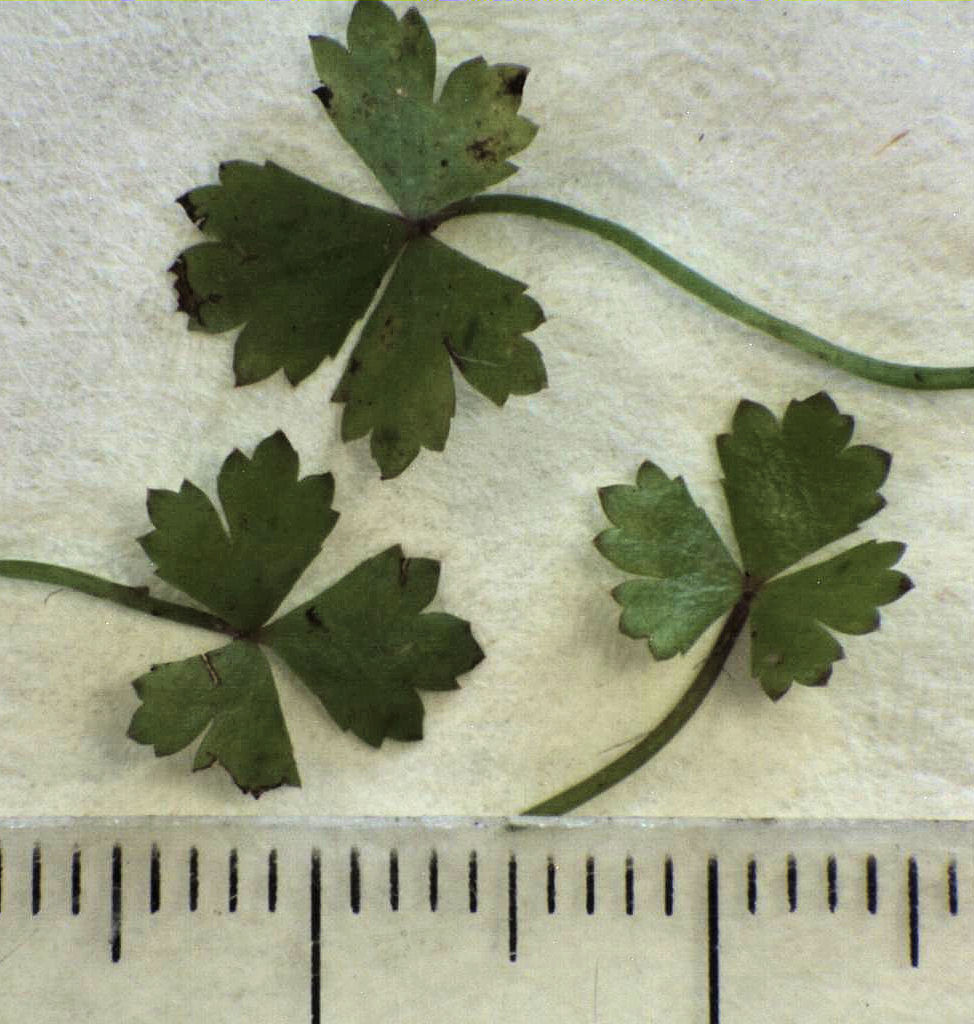 Thumbnail 3 Hydrocotyle tripartita