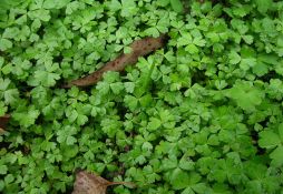 Hydrocotyle tripartita