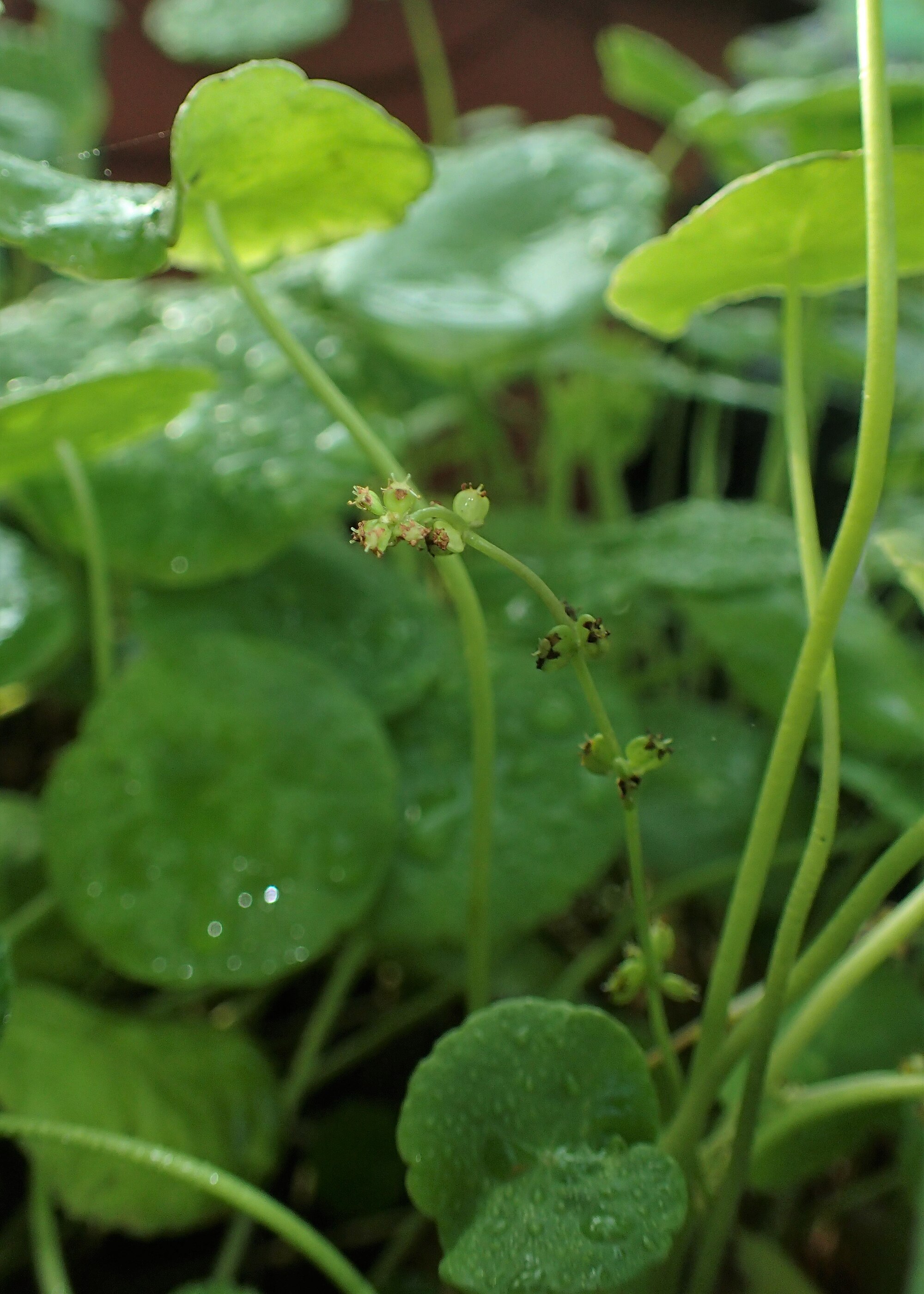 Thumbnail 2 Hydrocotyle verticillata