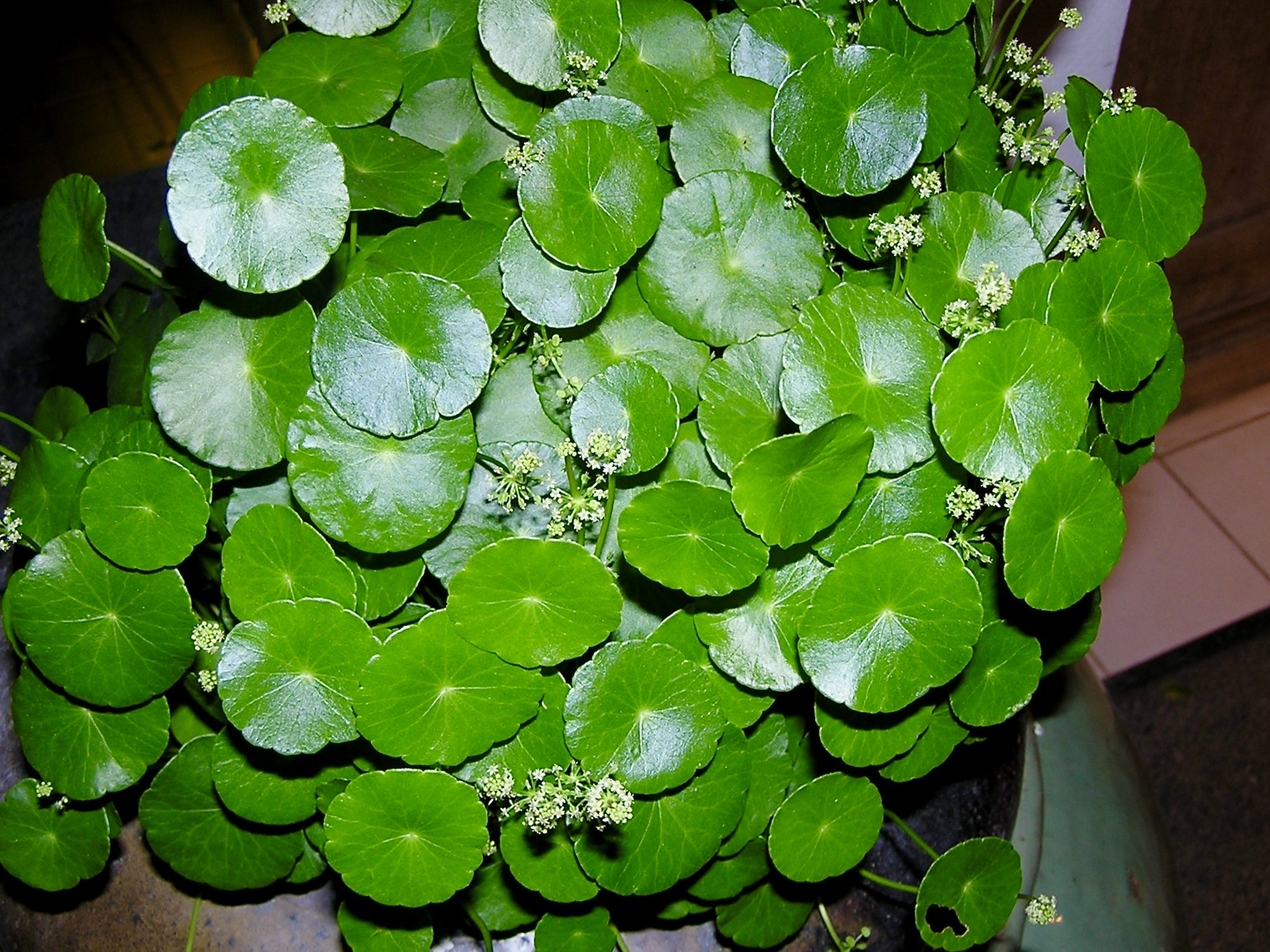 Thumbnail 3 Hydrocotyle verticillata