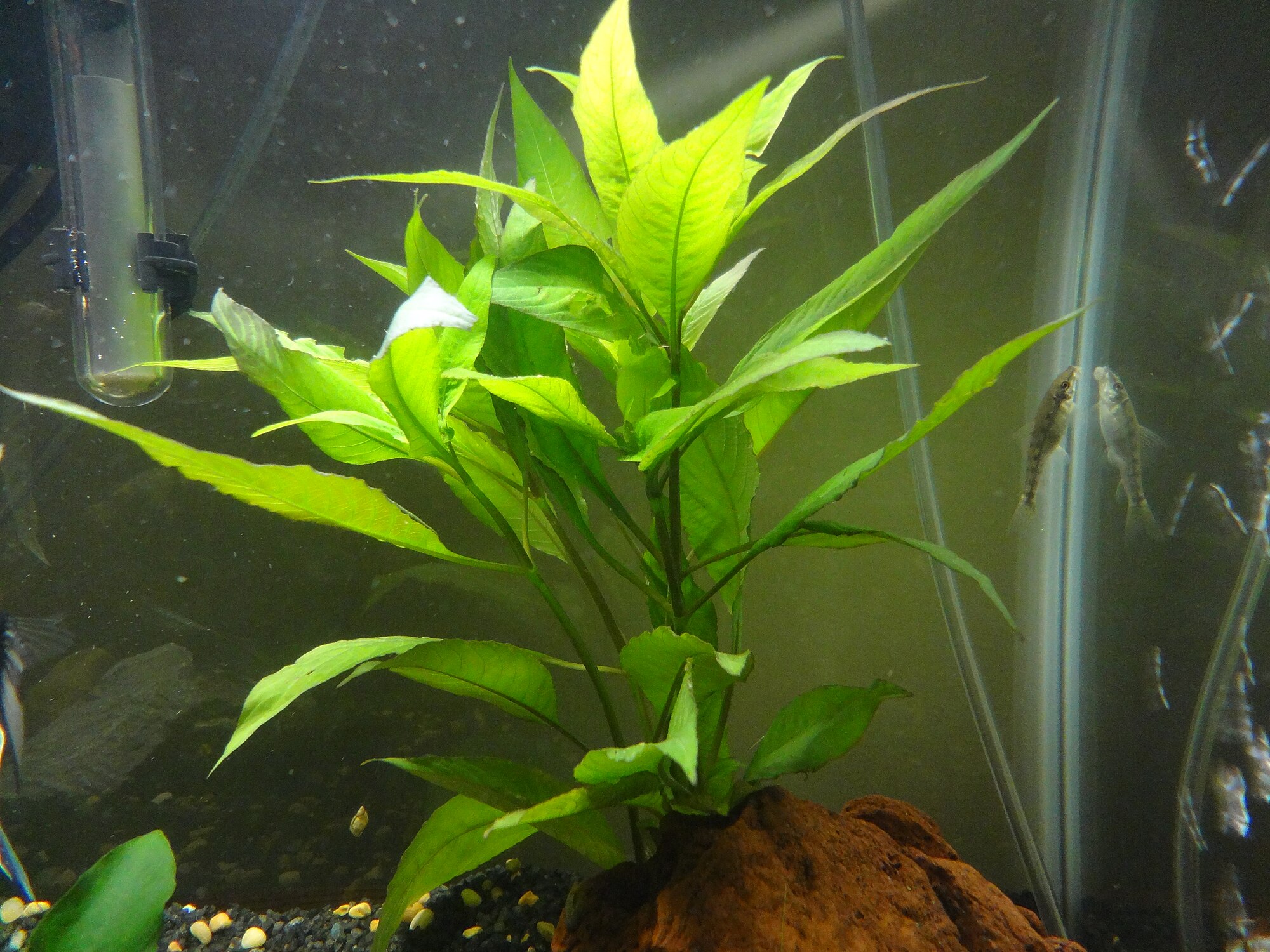 Thumbnail 2 Hygrophila corymbosa