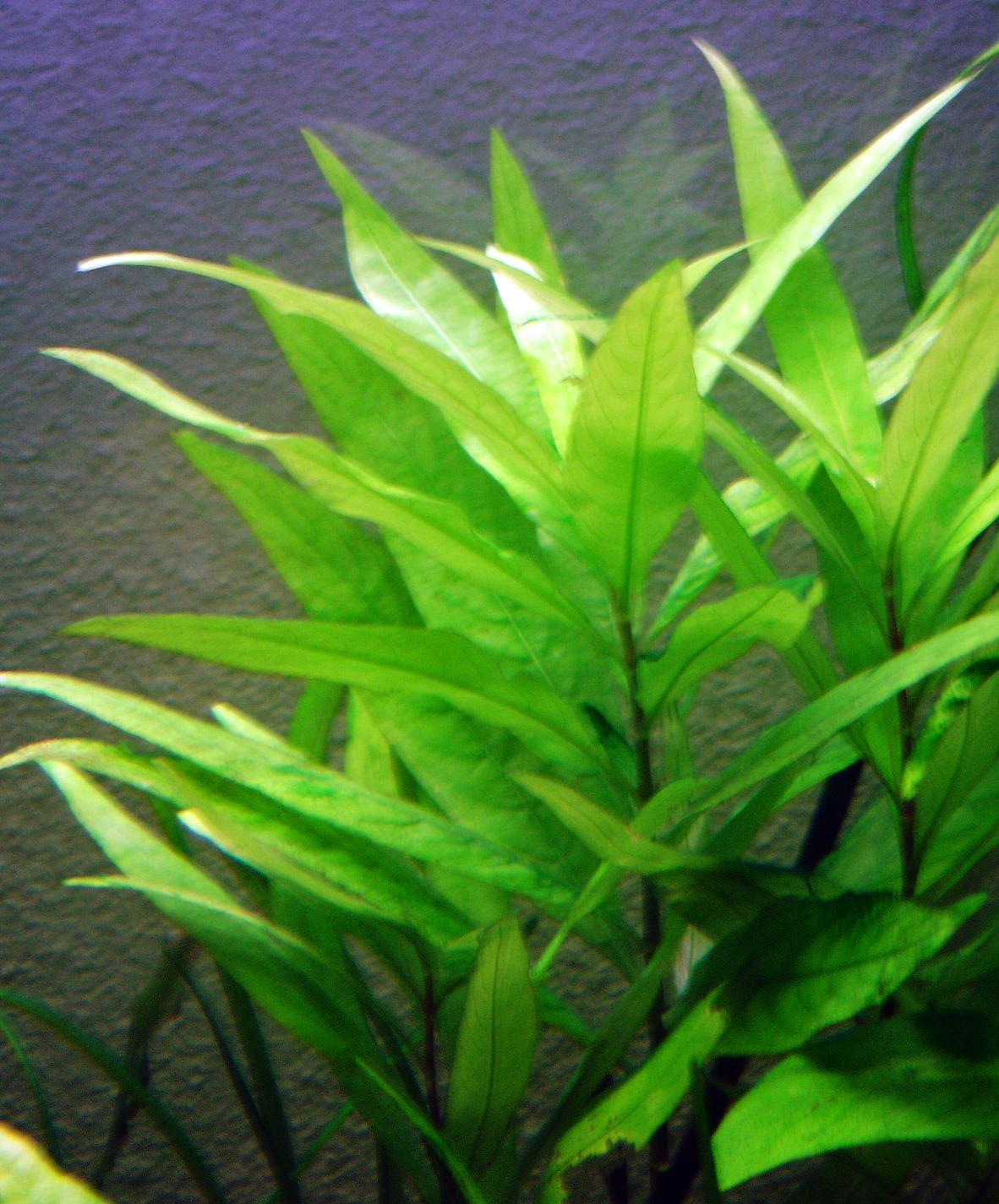 Thumbnail 3 Hygrophila corymbosa
