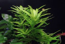 Hygrophila corymbosa