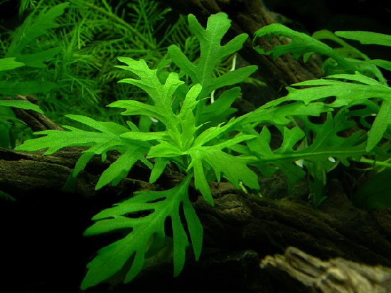 Hygrophila difformis