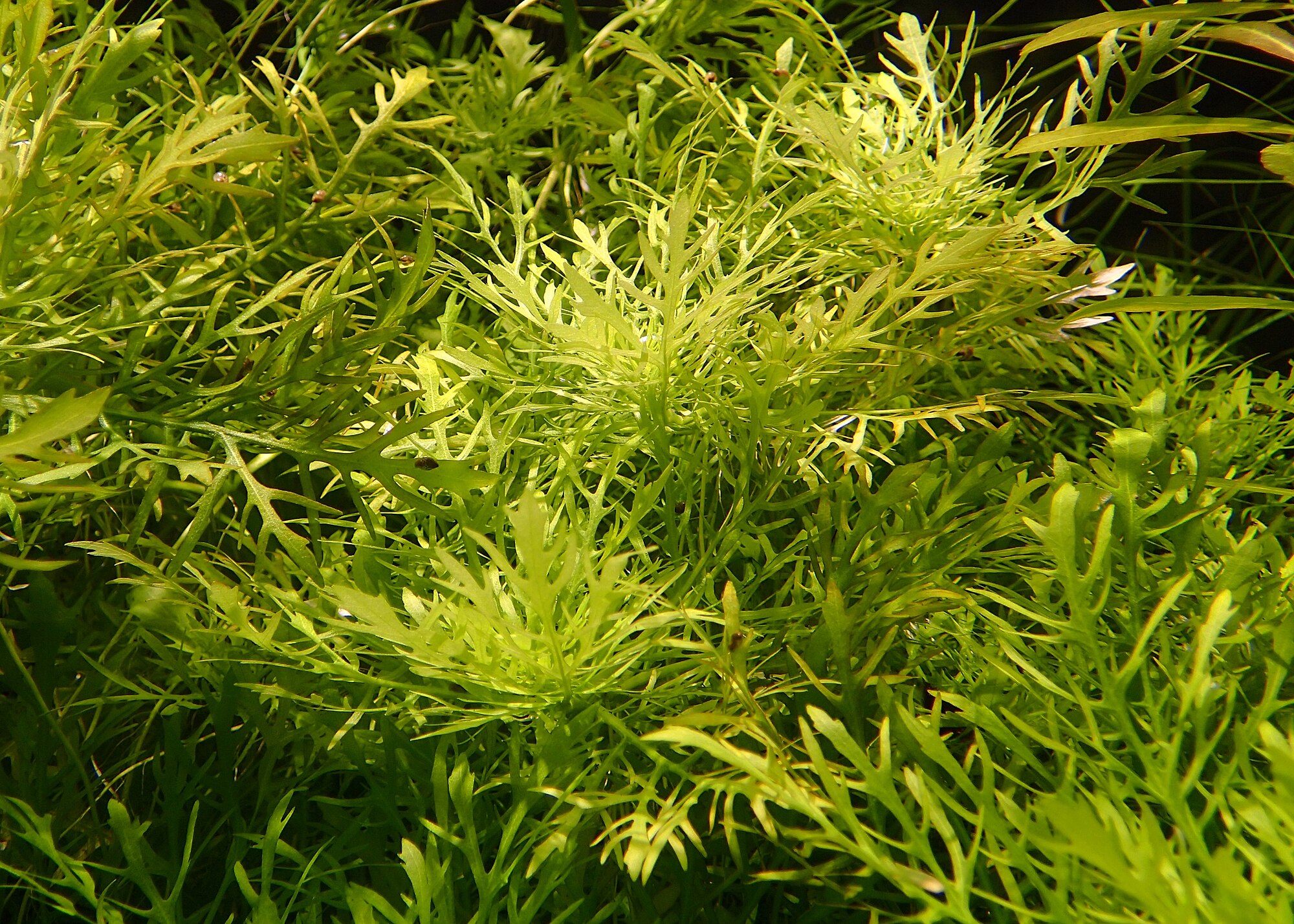 Thumbnail 2 Hygrophila difformis
