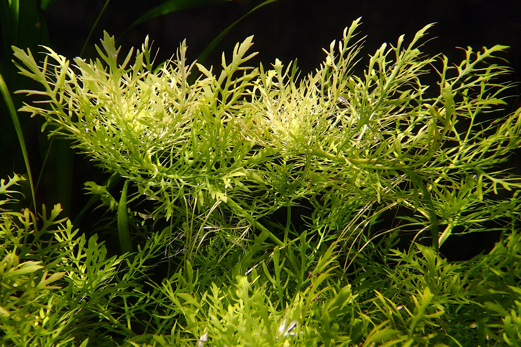 Thumbnail 3 Hygrophila difformis