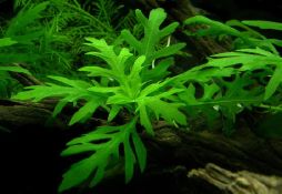 Hygrophila difformis
