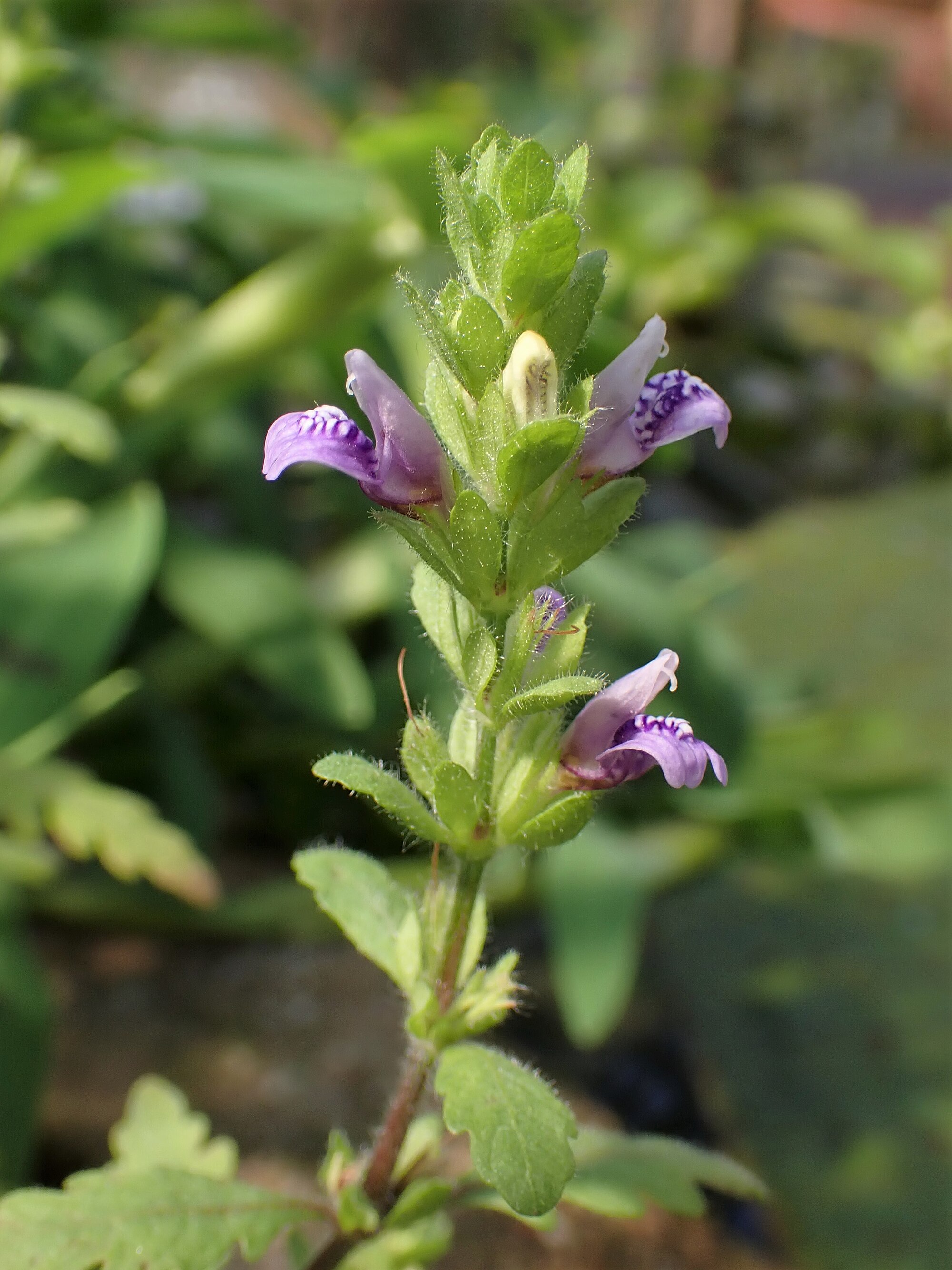 Thumbnail 3 Hygrophila pinnatifida