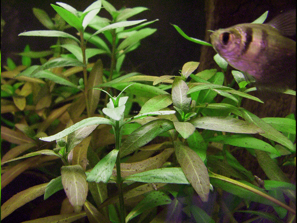 Hygrophila polysperma