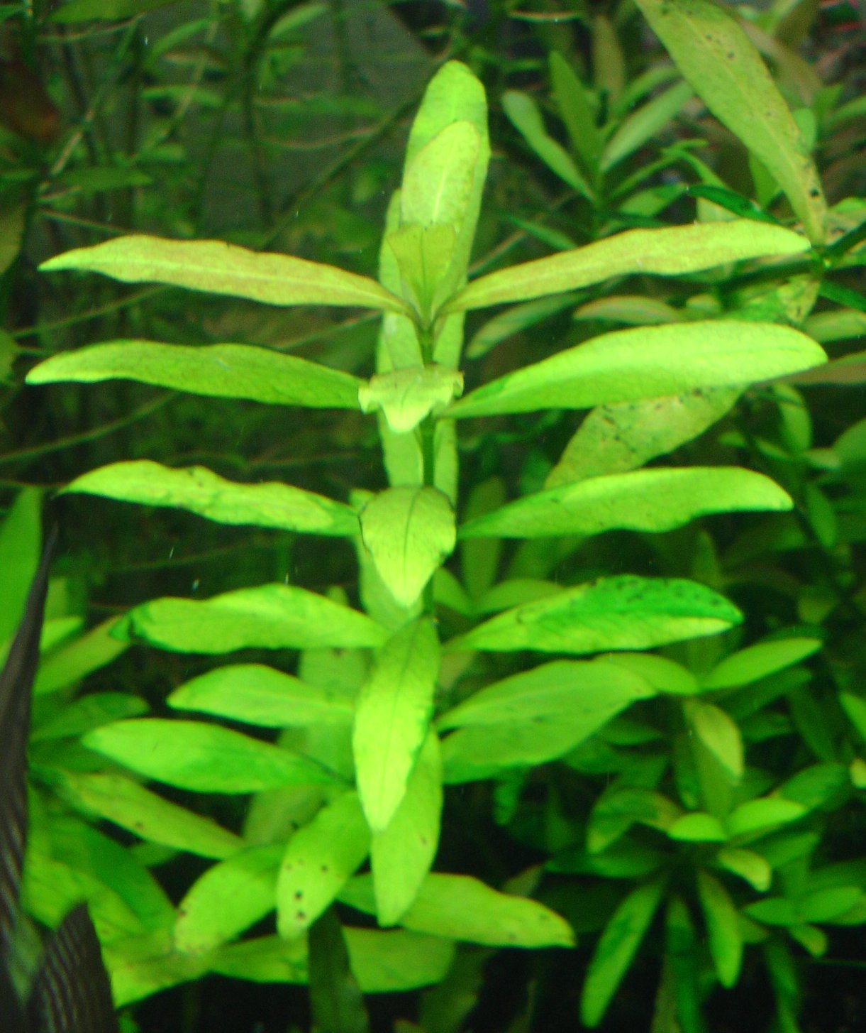 Thumbnail 2 Hygrophila polysperma
