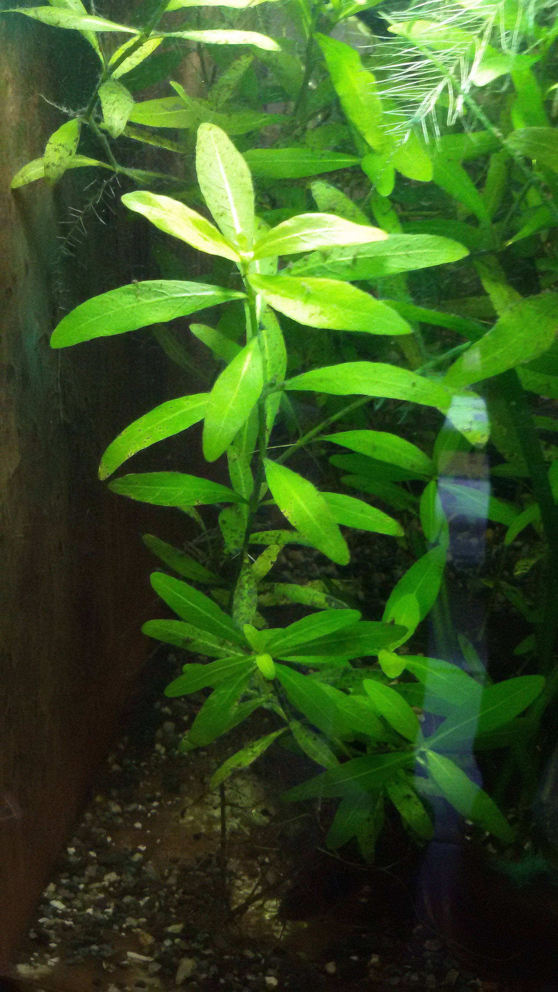 Thumbnail 3 Hygrophila polysperma