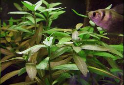 Hygrophila polysperma