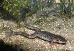 Hymenochirus curtipes