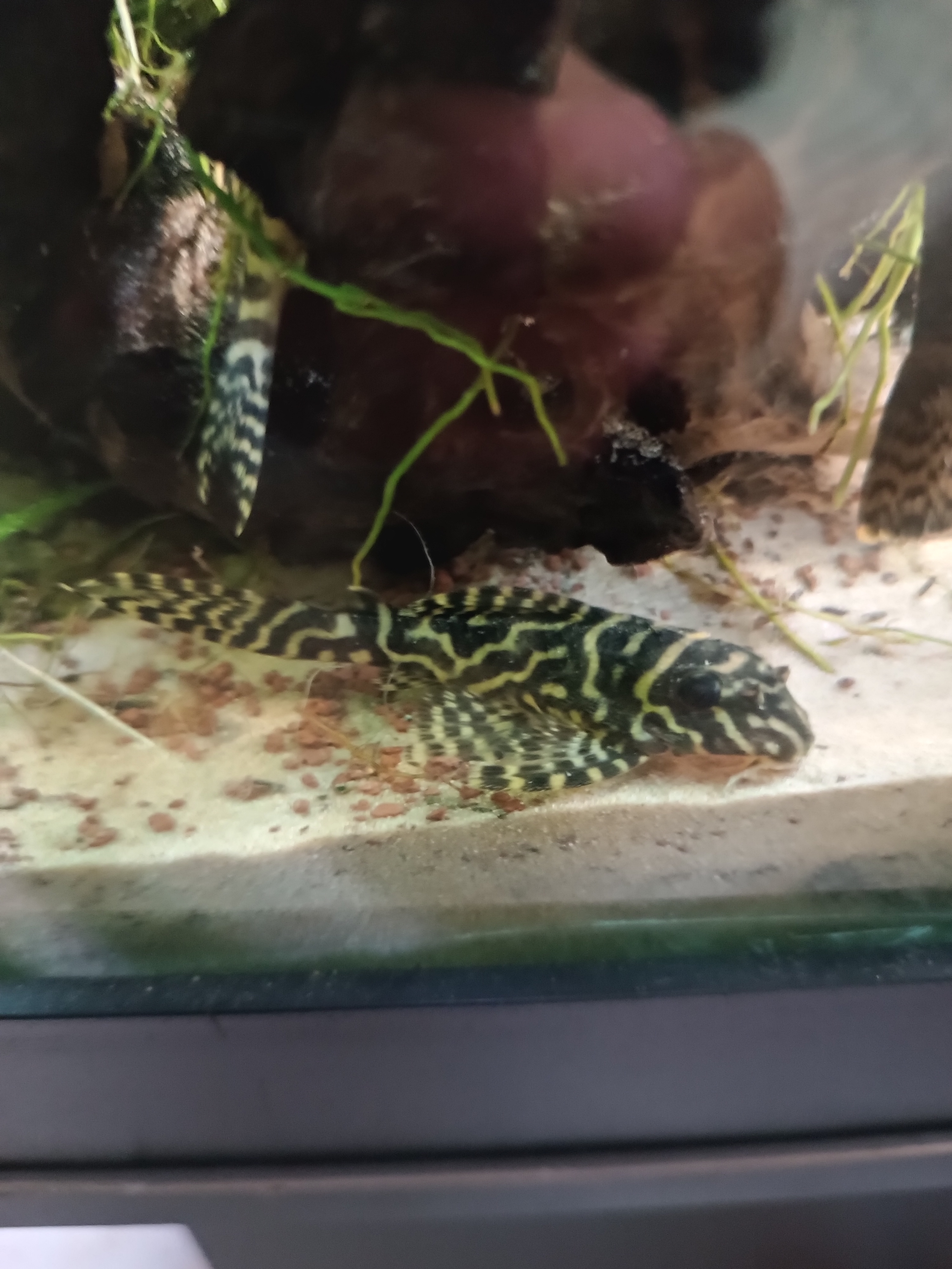 Hypancistrus debilittera