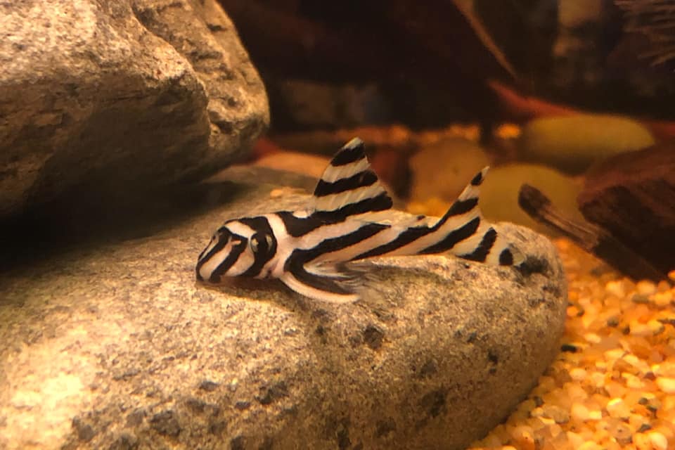 Hypancistrus zebra