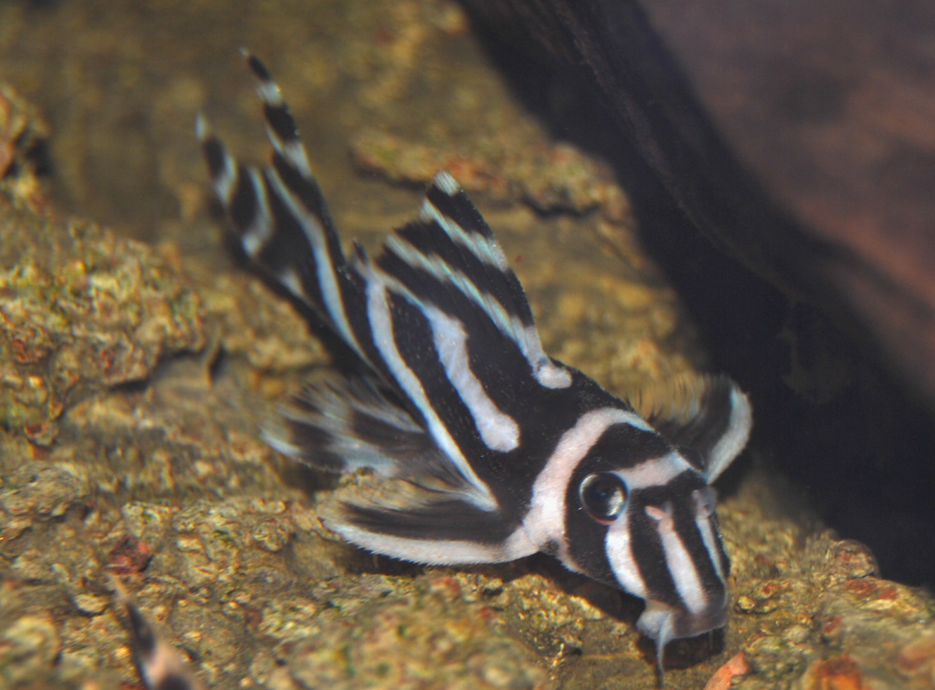 Thumbnail 2 Hypancistrus zebra