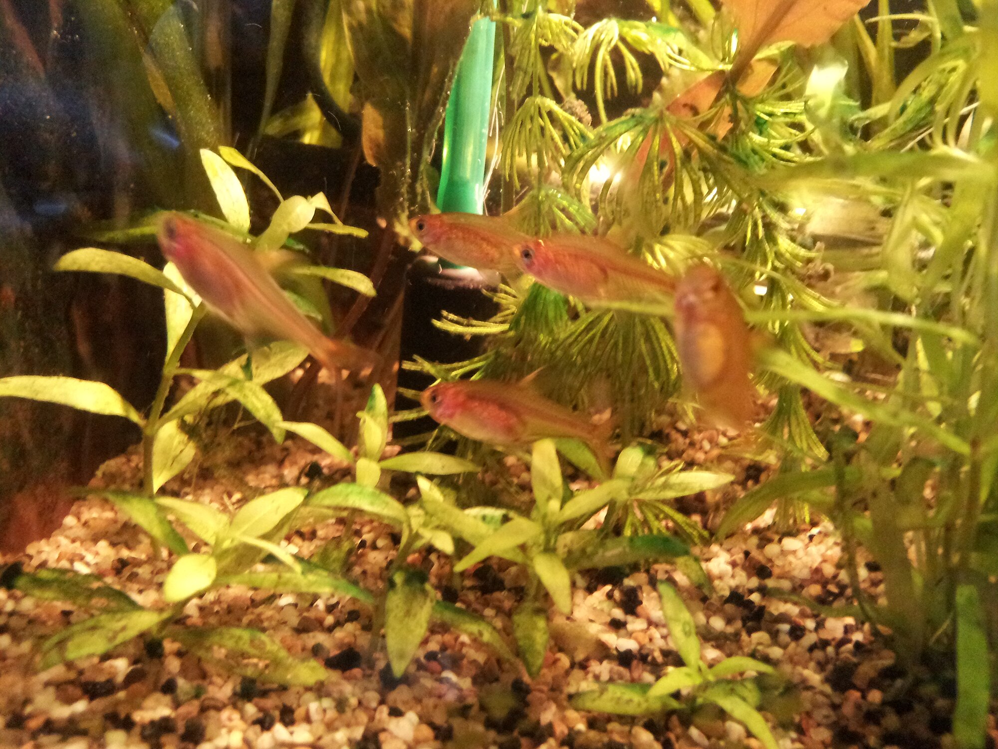 Thumbnail 2 Hyphessobrycon amandae