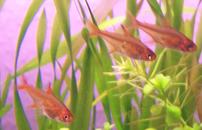Thumbnail 3 Hyphessobrycon amandae
