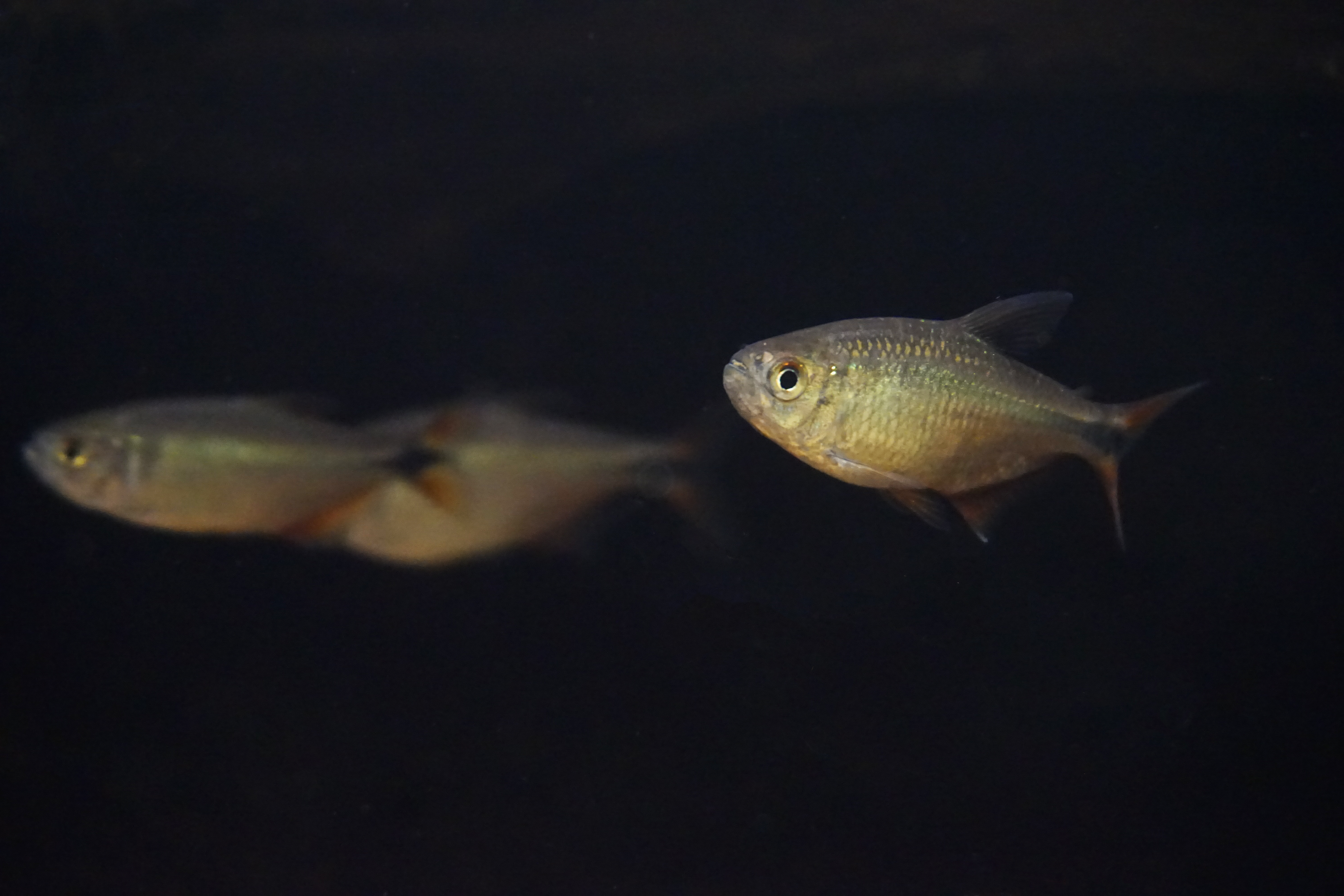 Thumbnail 3 Hyphessobrycon anisitsi