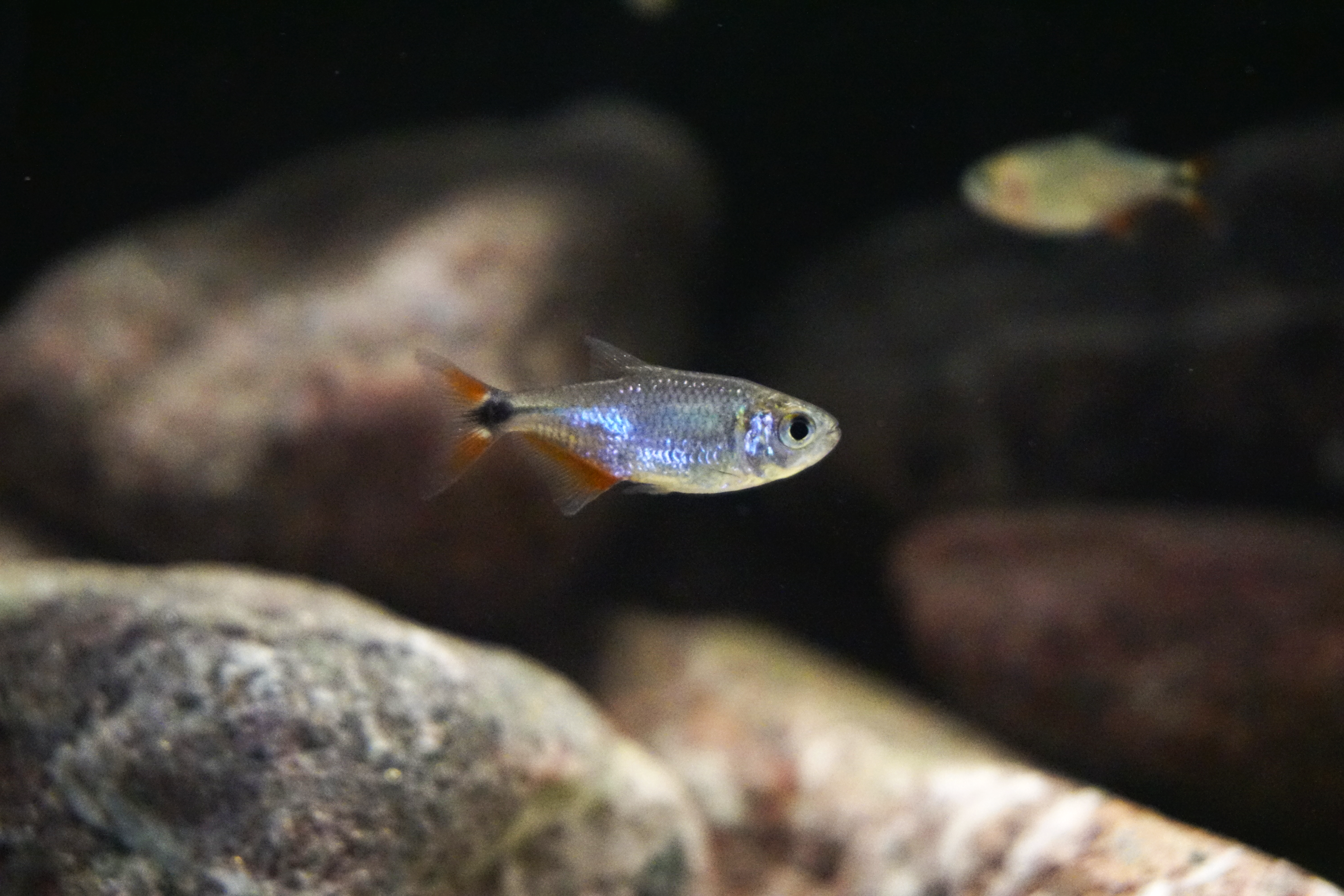 Thumbnail 6 Hyphessobrycon anisitsi