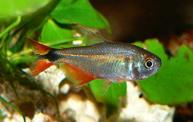Thumbnail 7 Hyphessobrycon anisitsi