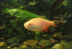 Hyphessobrycon anisitsi