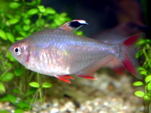 Thumbnail 2 Hyphessobrycon bentosi