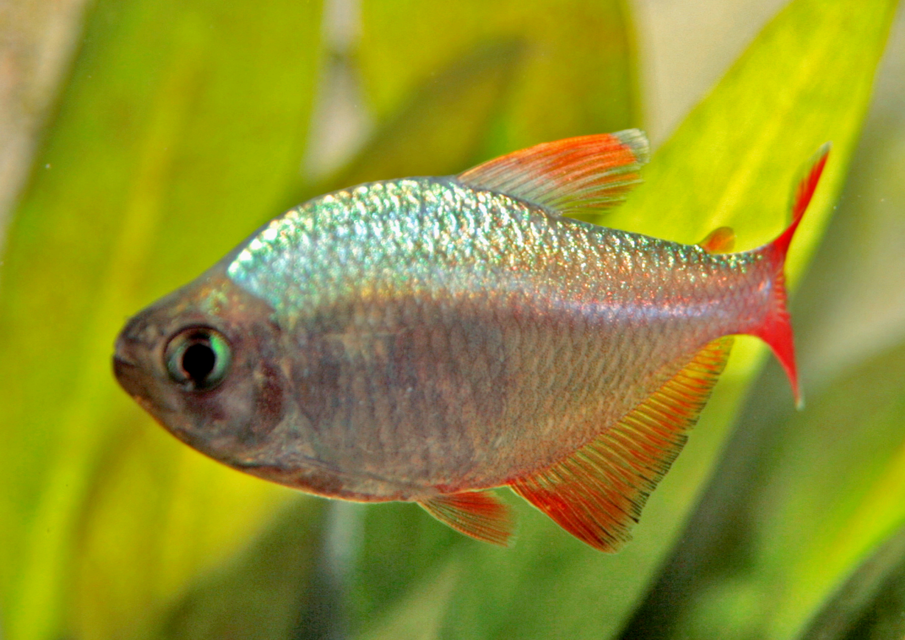 Hyphessobrycon columbianus