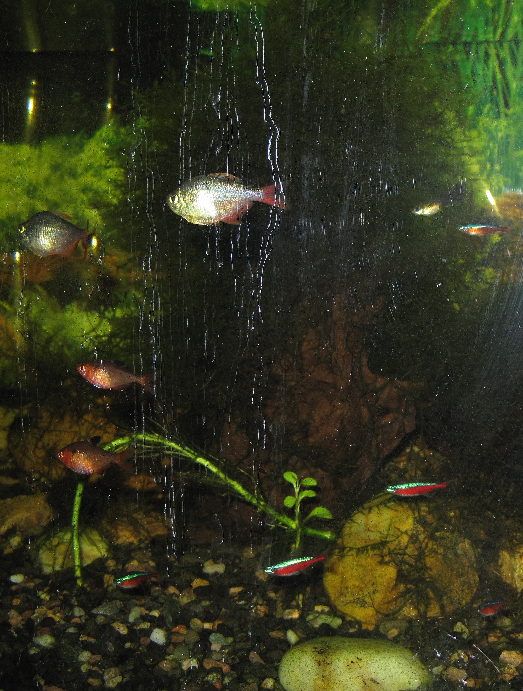 Thumbnail 2 Hyphessobrycon columbianus
