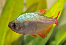 Hyphessobrycon columbianus