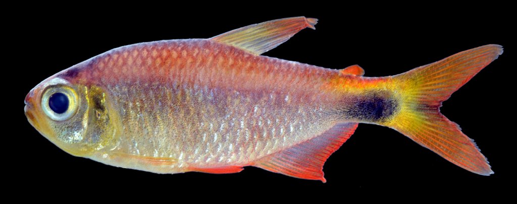 Hyphessobrycon eos