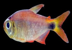 Hyphessobrycon eos