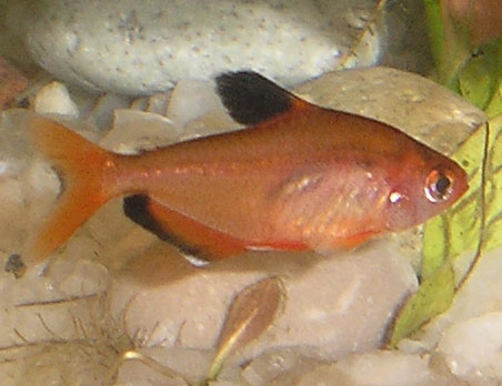 Thumbnail 2 Hyphessobrycon eques
