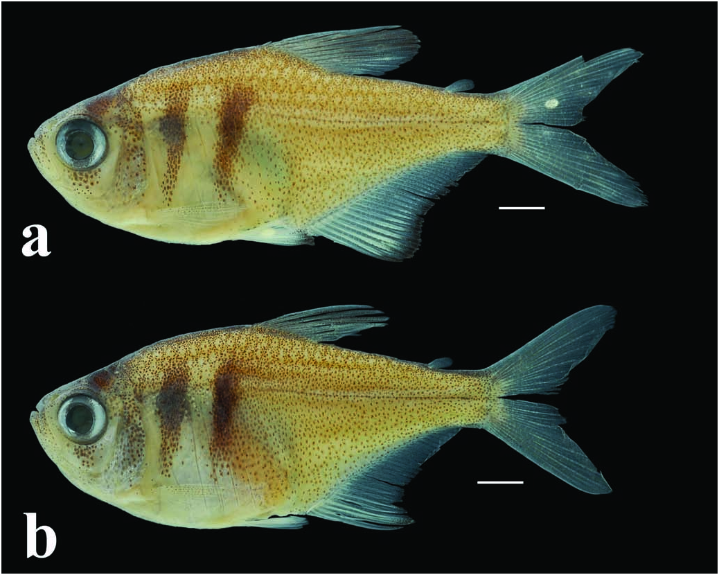 Thumbnail 2 Hyphessobrycon flammeus