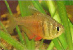 Hyphessobrycon flammeus