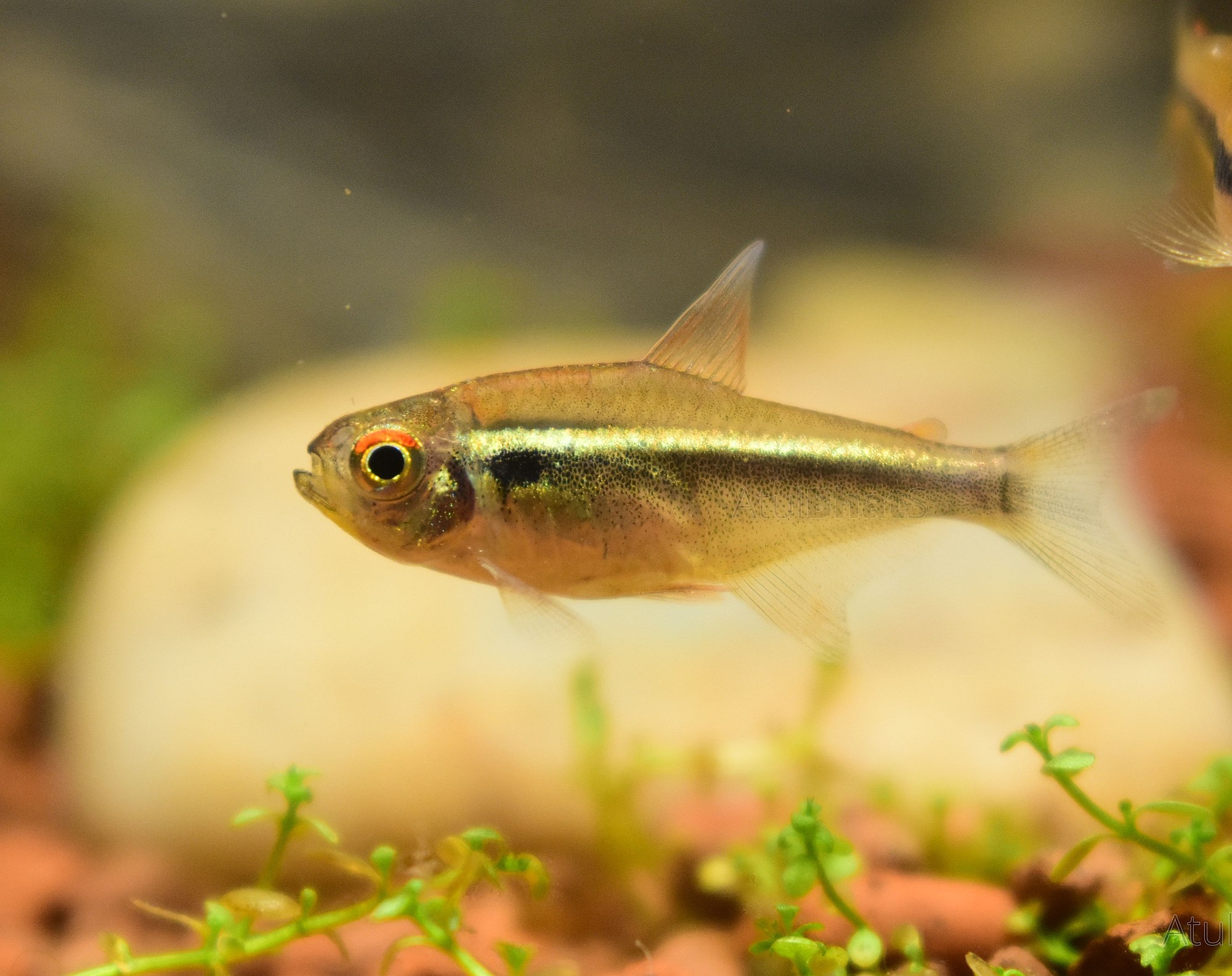 Hyphessobrycon herbertaxelrodi