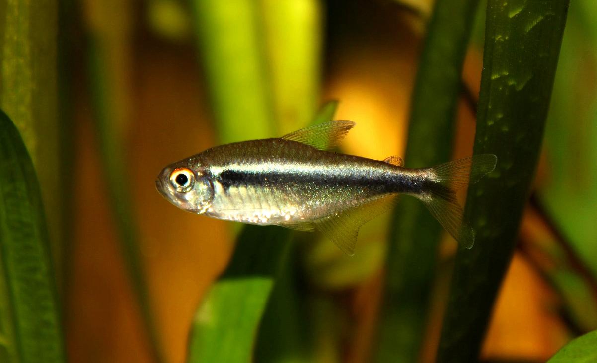 Thumbnail 2 Hyphessobrycon herbertaxelrodi