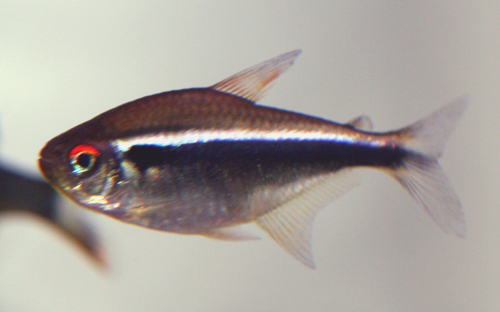 Thumbnail 3 Hyphessobrycon herbertaxelrodi