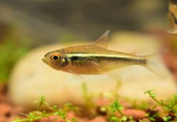 Hyphessobrycon herbertaxelrodi