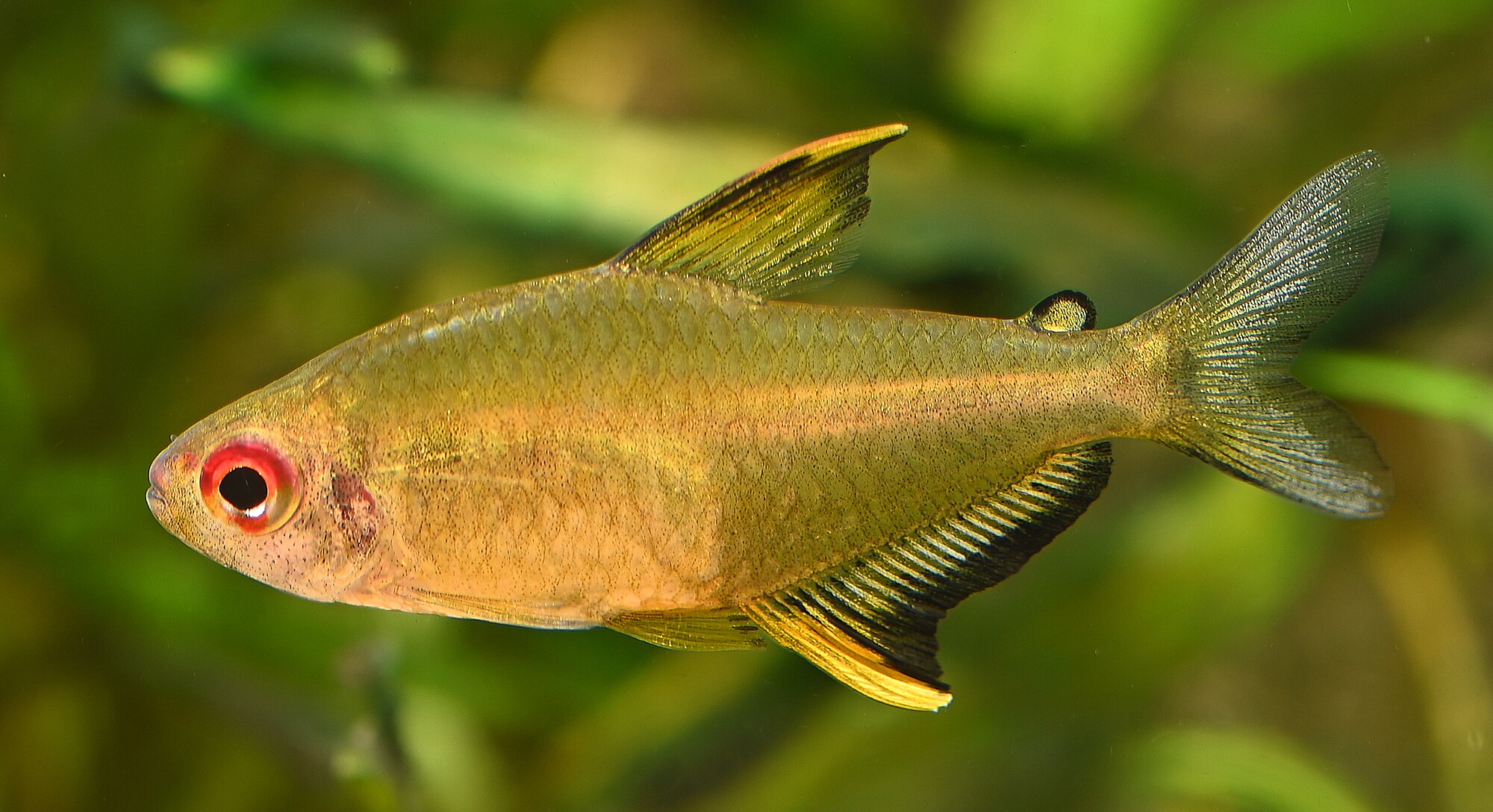 Thumbnail 2 Hyphessobrycon pulchripinnis