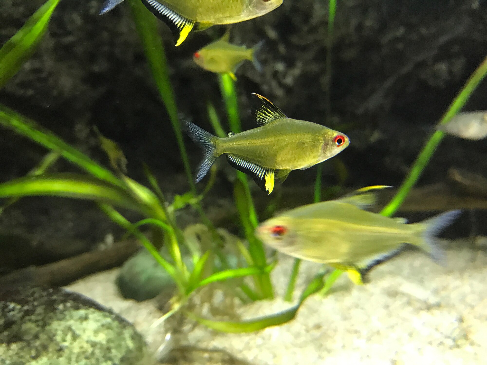 Thumbnail 3 Hyphessobrycon pulchripinnis