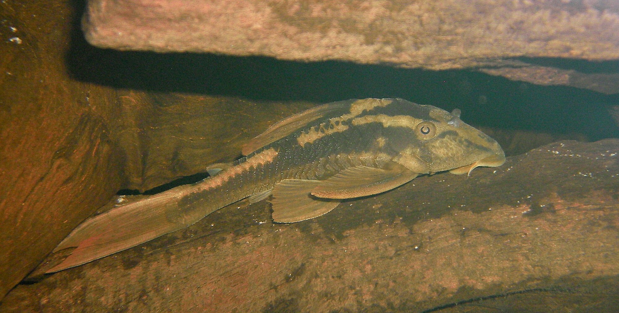 Hypostomus cochliodon