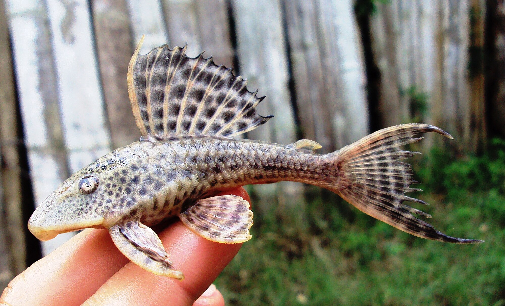 Thumbnail 2 Hypostomus cochliodon