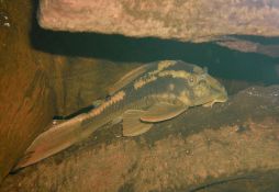 Hypostomus cochliodon