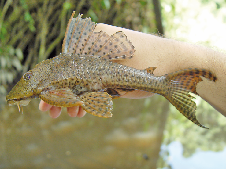Thumbnail 2 Hypostomus plecostomus