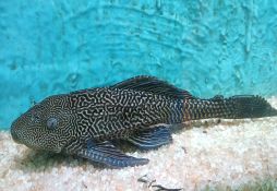 Hypostomus plecostomus