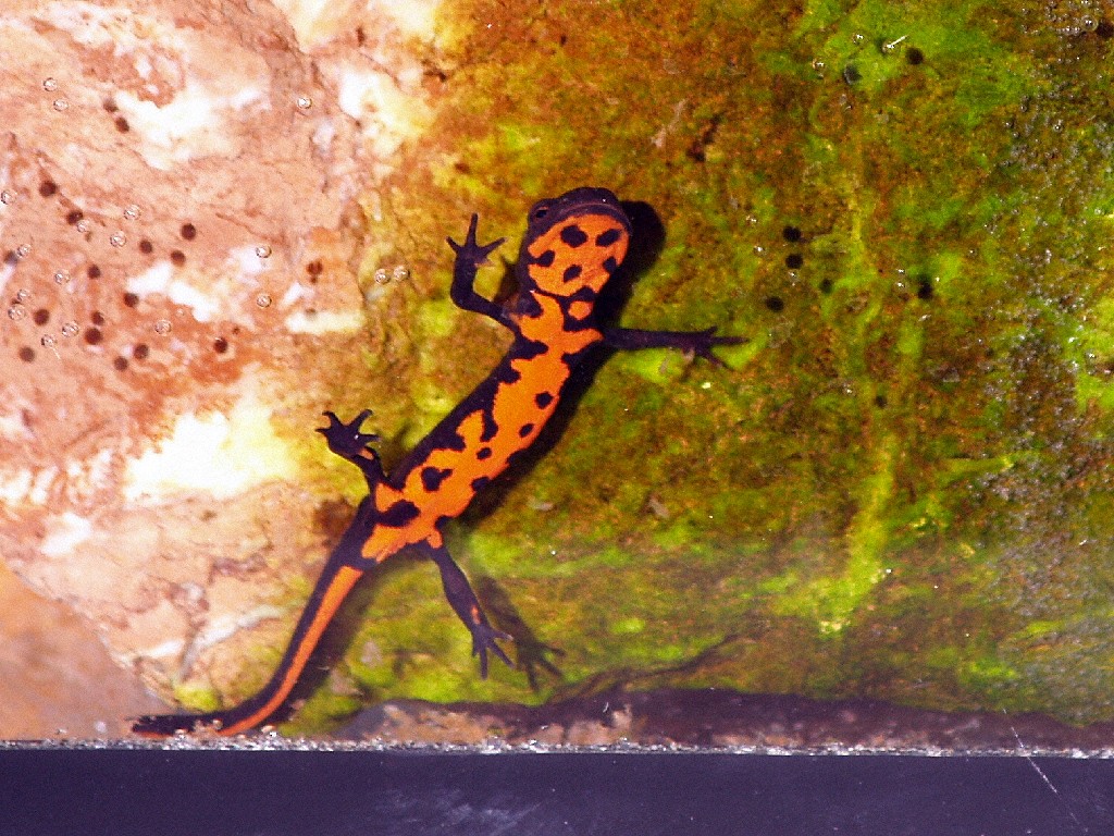 Thumbnail 2 Hypselotriton orientalis
